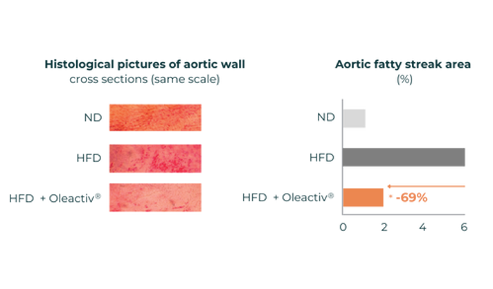 Oleactiv prevents aortic fatty streak formation.
