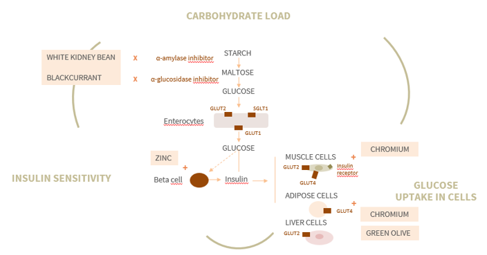 Glyco680mg - mechanism of action.png
