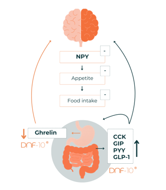 DNF-10 mechanism of action