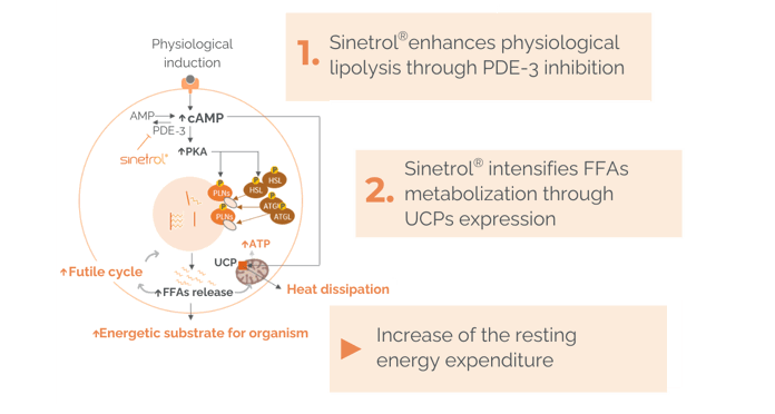 Health Canada issues NPN with associated claims for Sinetrol